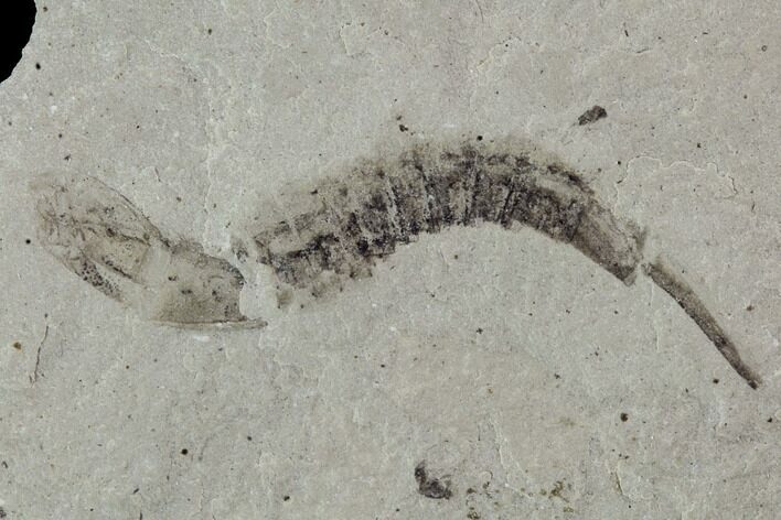 Fossil Weevil & Unidentified Larva - Green River Formation, Utah #94941